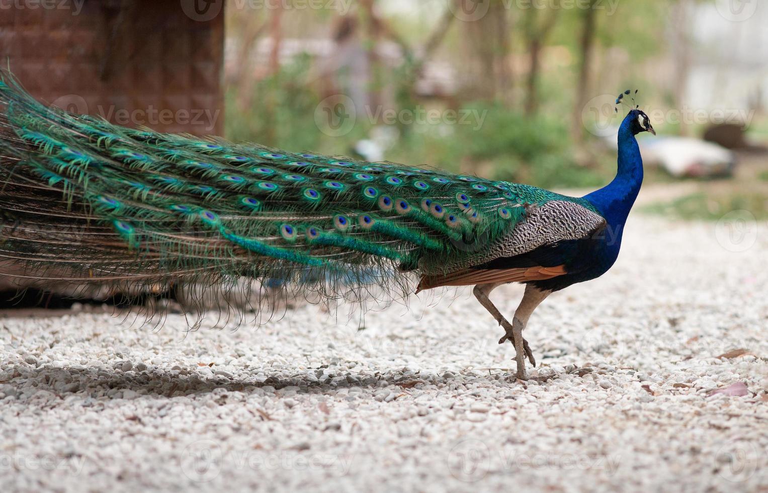 Peacock male peacock displaying his tail feathers. photo