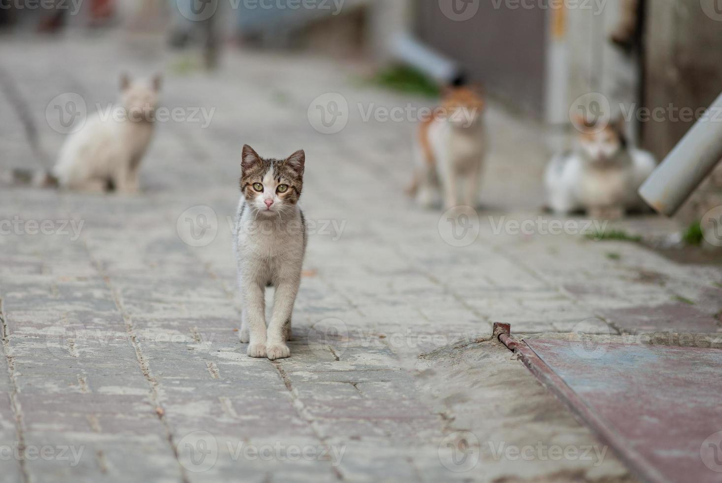 a beautiful cat walks on the streets of the city. photo
