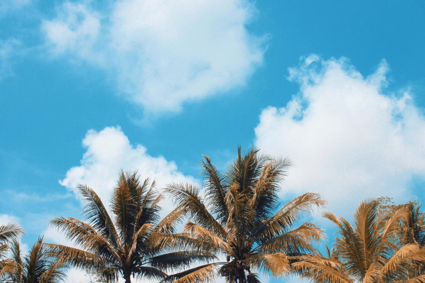 Coconat trees in the sunny day photo