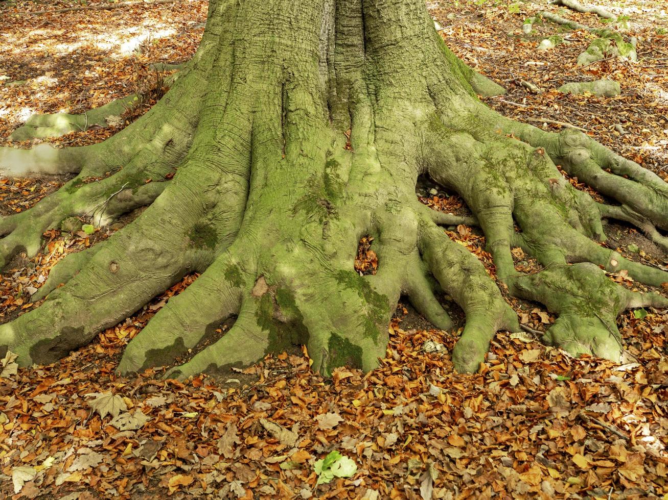 raíces de roble y hojas caídas en invierno foto