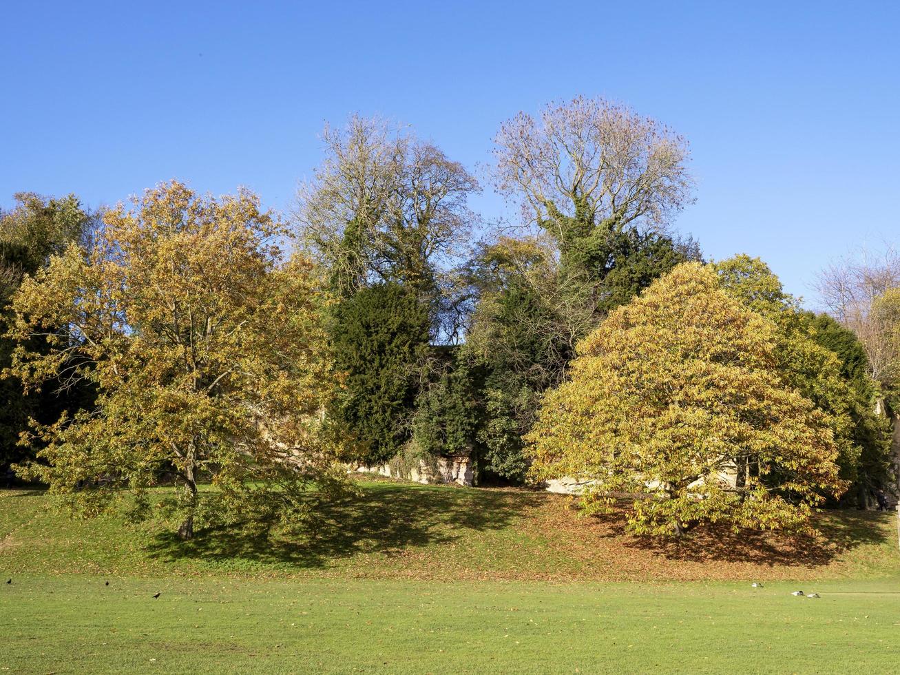 Trees in a park with autumn foliage and a blue sky photo