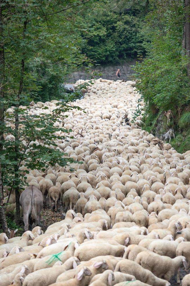 ovejas ocupando el camino durante la trashumancia foto