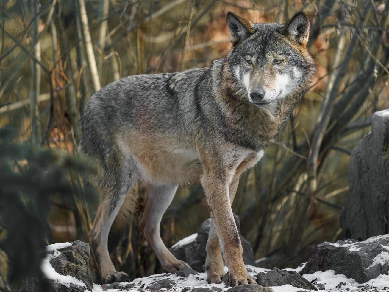 Portrait of Grey Wolf photo