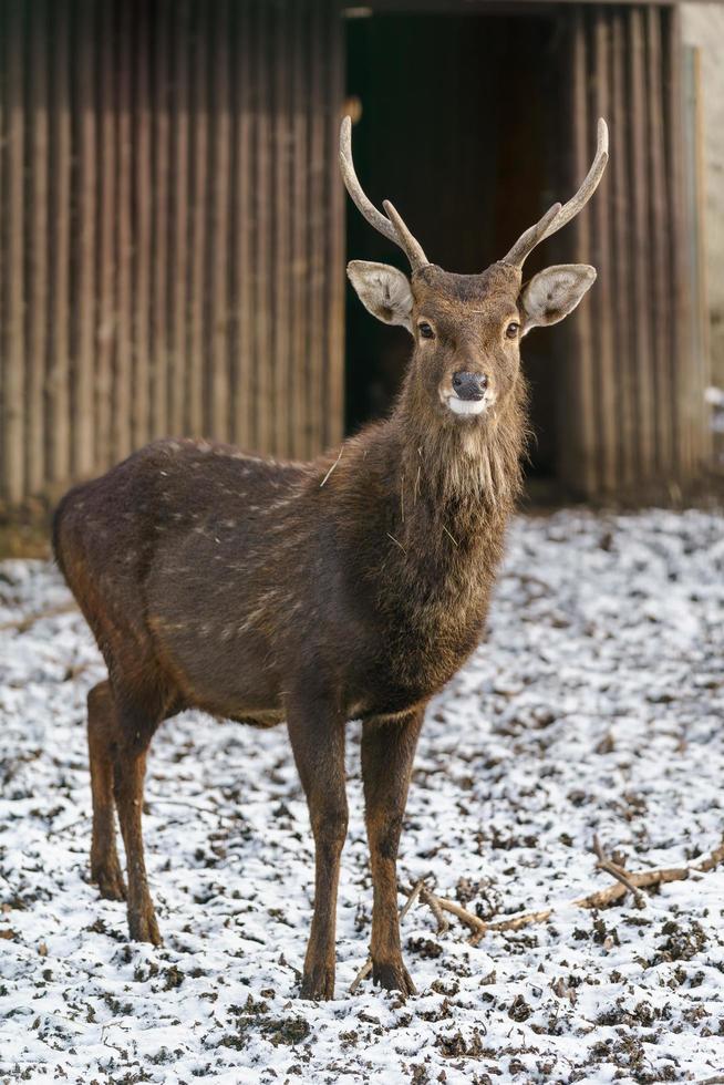 Indochinese Sika Deer photo