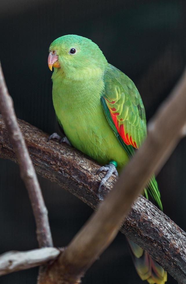 Red winged Parrot photo
