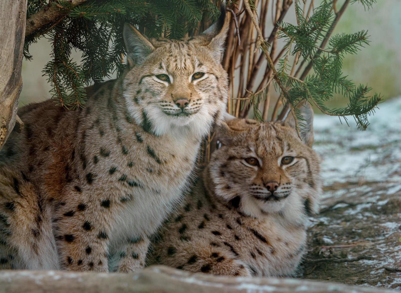 lince euroasiático en invierno foto