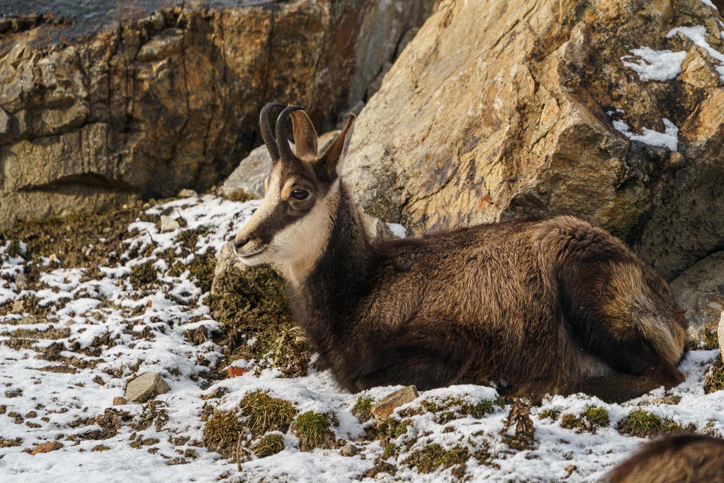 Chamois on rock photo