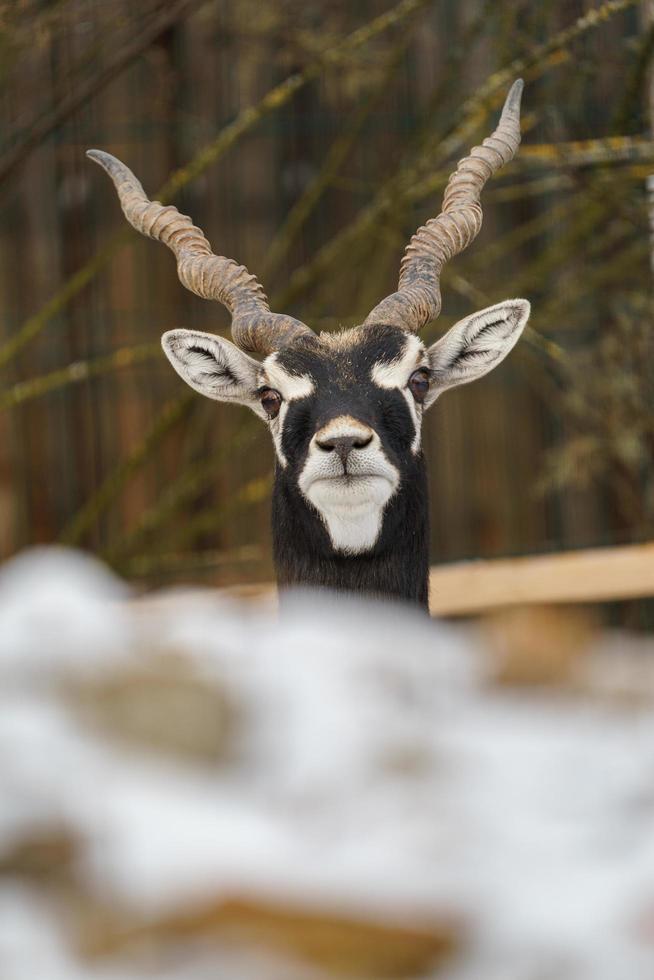 Blackbuck in zoo photo