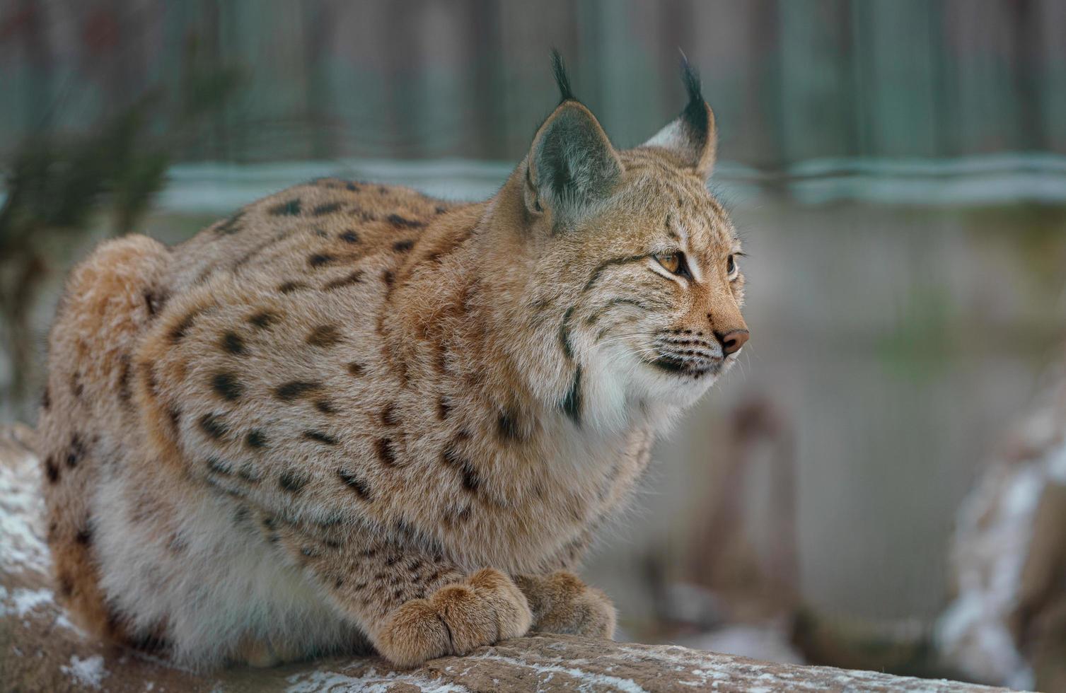 Eurasian lynx in winter 16274179 Stock Photo at Vecteezy Biology Diagrams
