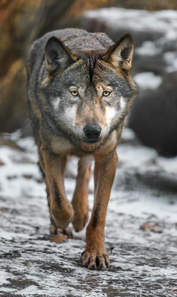 retrato de lobo gris foto