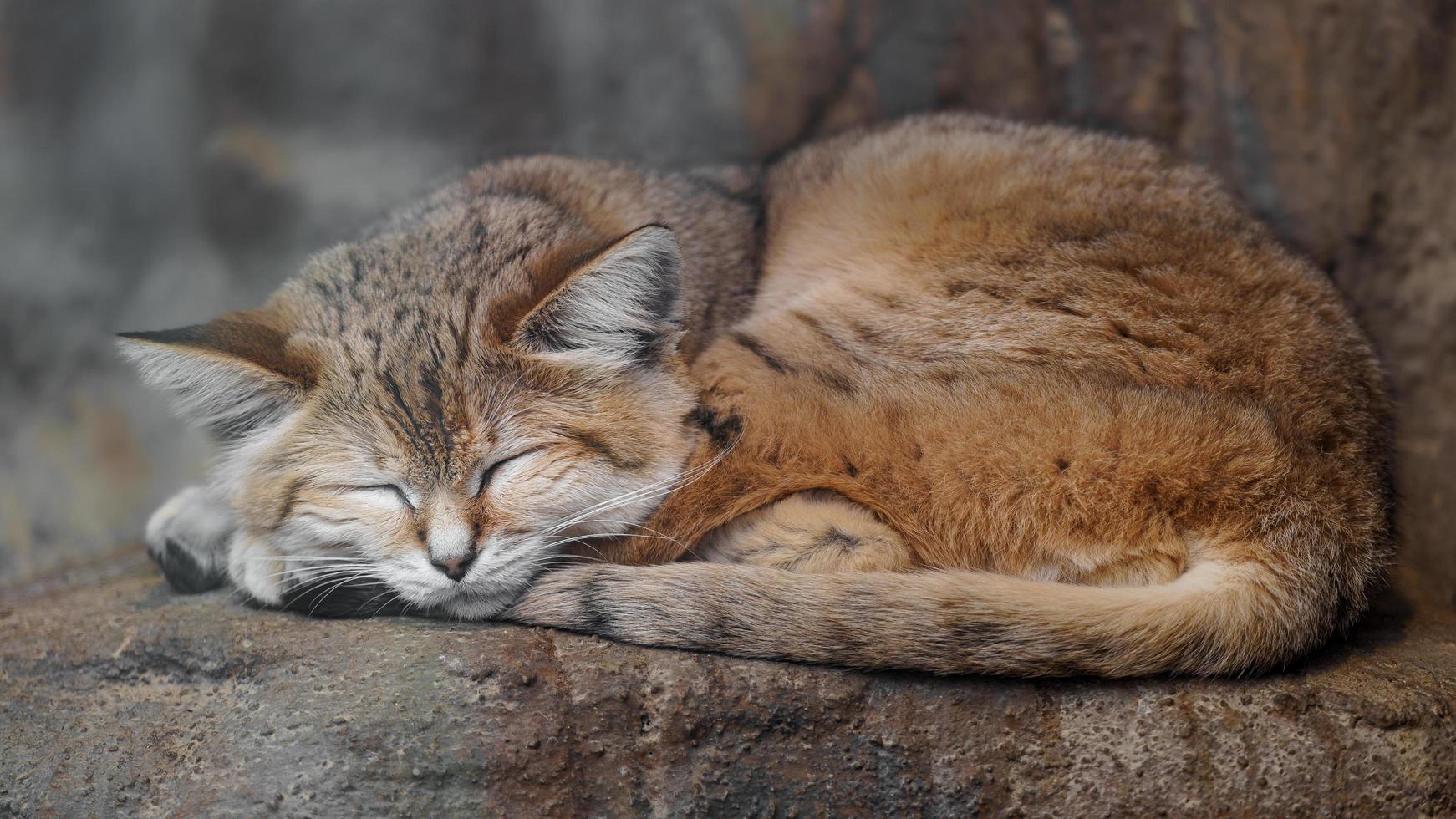 gato de arena durmiendo foto