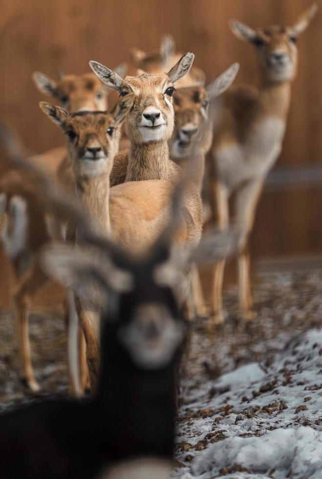 Blackbuck in zoo photo