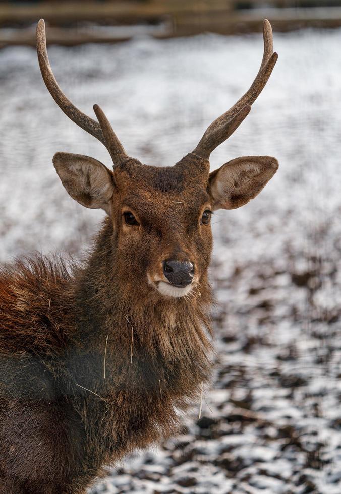 Indochinese Sika Deer photo