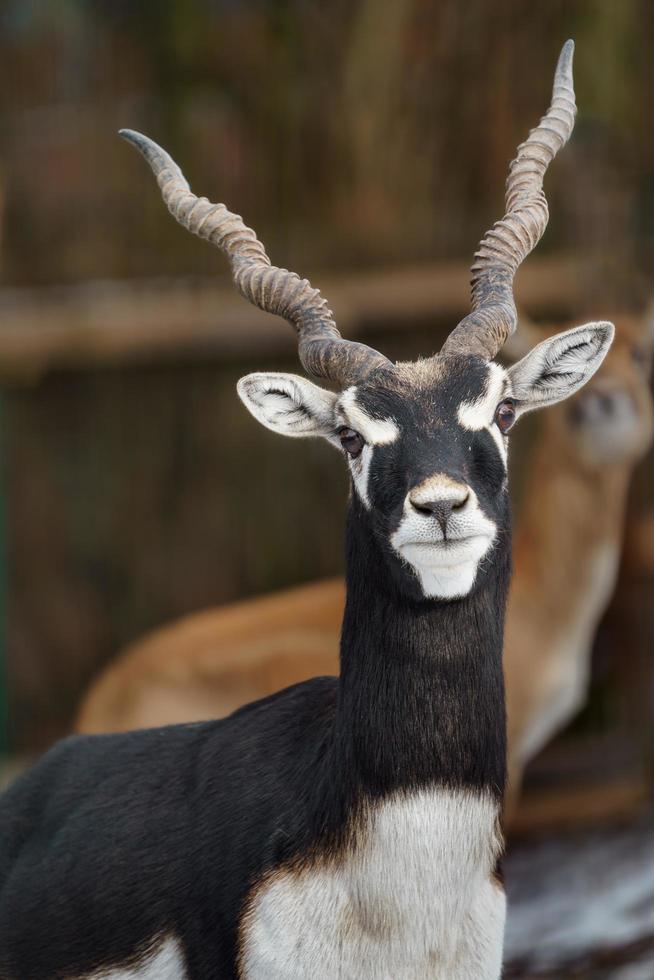 Blackbuck in zoo photo