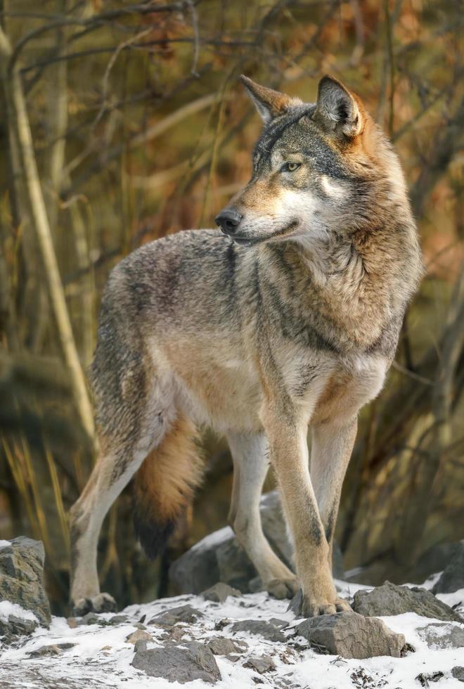 Portrait of Grey Wolf photo