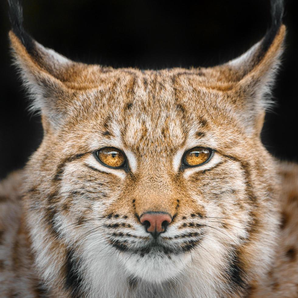 Eurasian lynx in winter photo