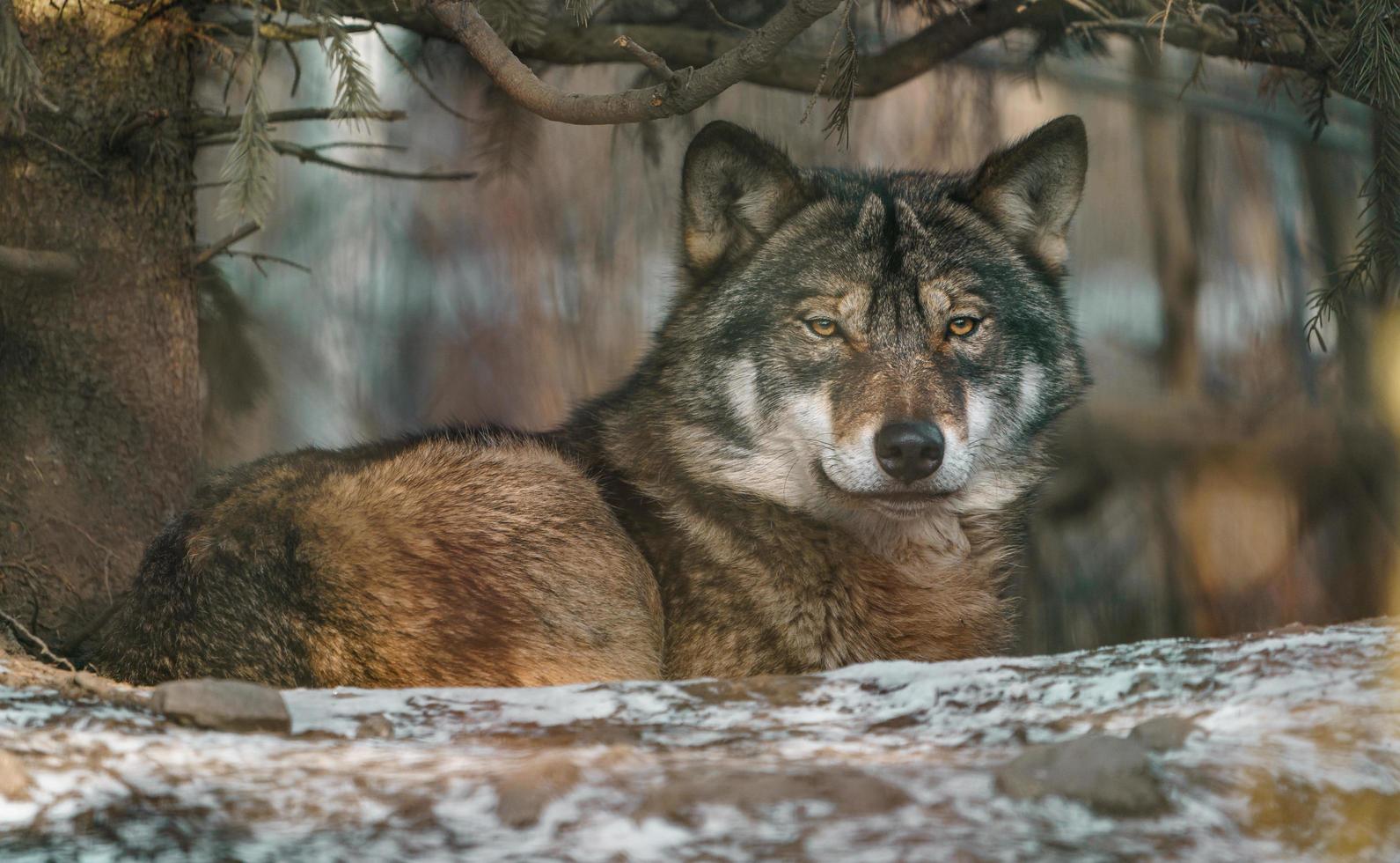 Portrait of Grey Wolf photo