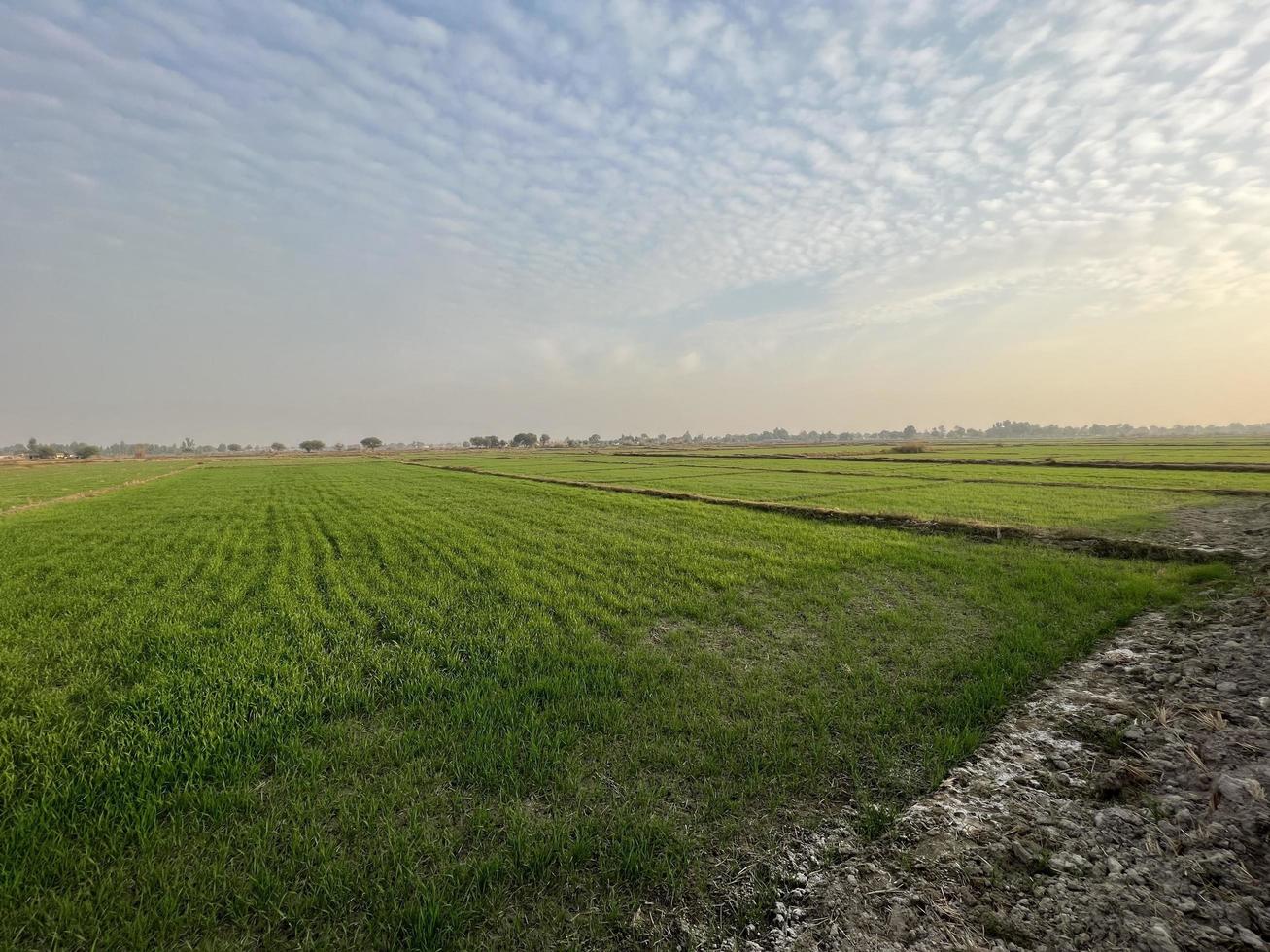 vista aérea cinematográfica graduada en color de un campo de cultivo en el pueblo de pakistán hermosa vista del paisaje del campo de arroz en thathi mianwali foto