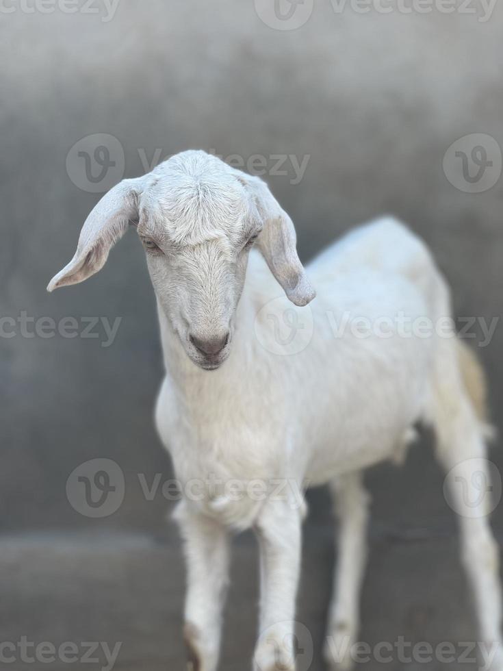 goat on a meadow free to downloads photo