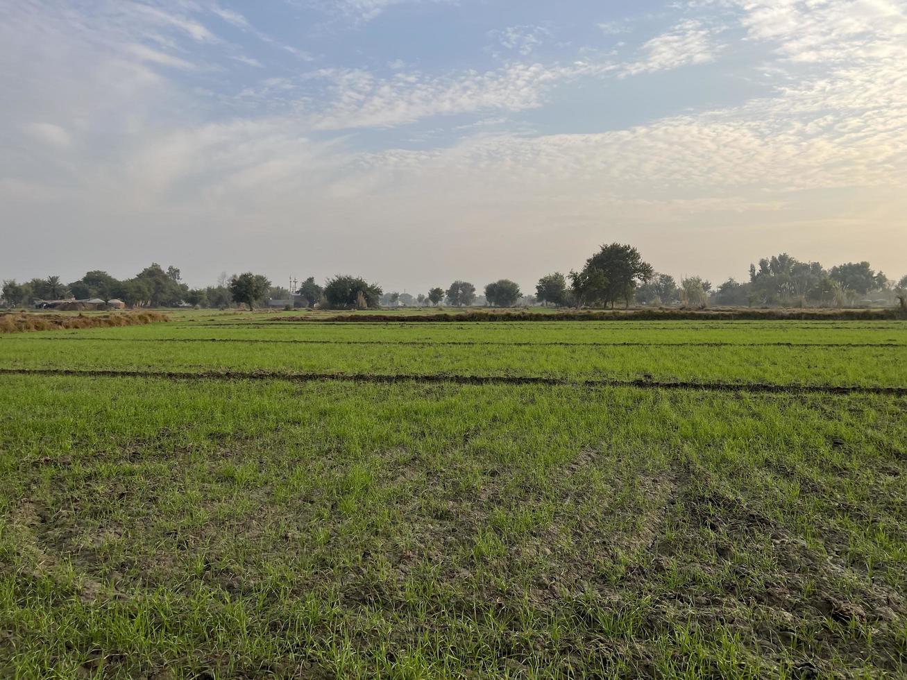 Cinematic color graded aerial view of a field crops in the village of Pakistan Beautiful landscape view of rice field in Thathi Mianwali photo