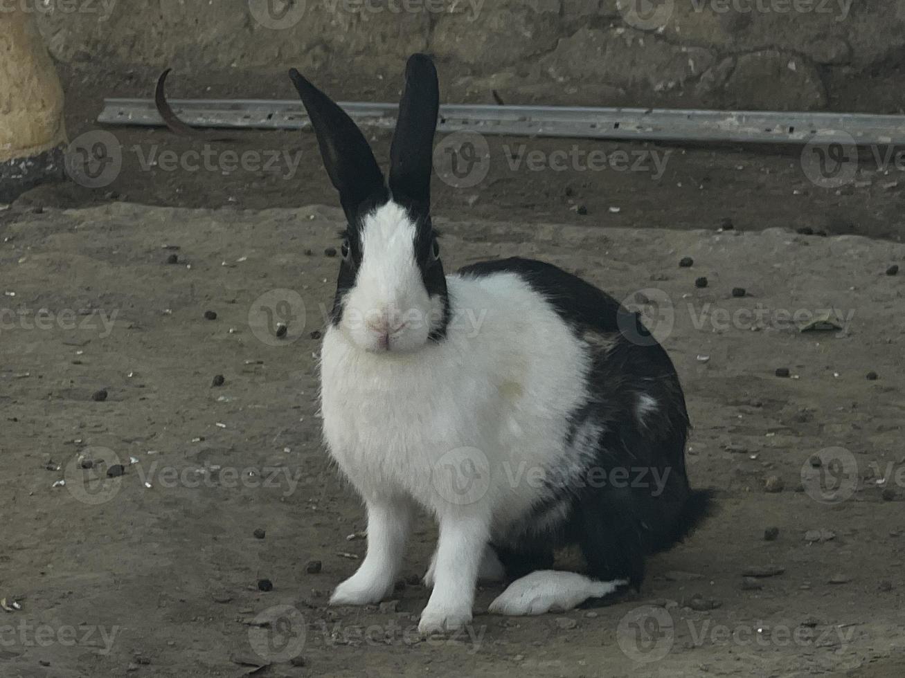 little rabbit on the farm free to downloads photo