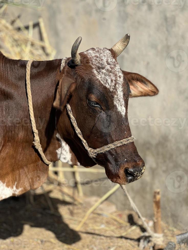 Panoramic view of black and white cow photo