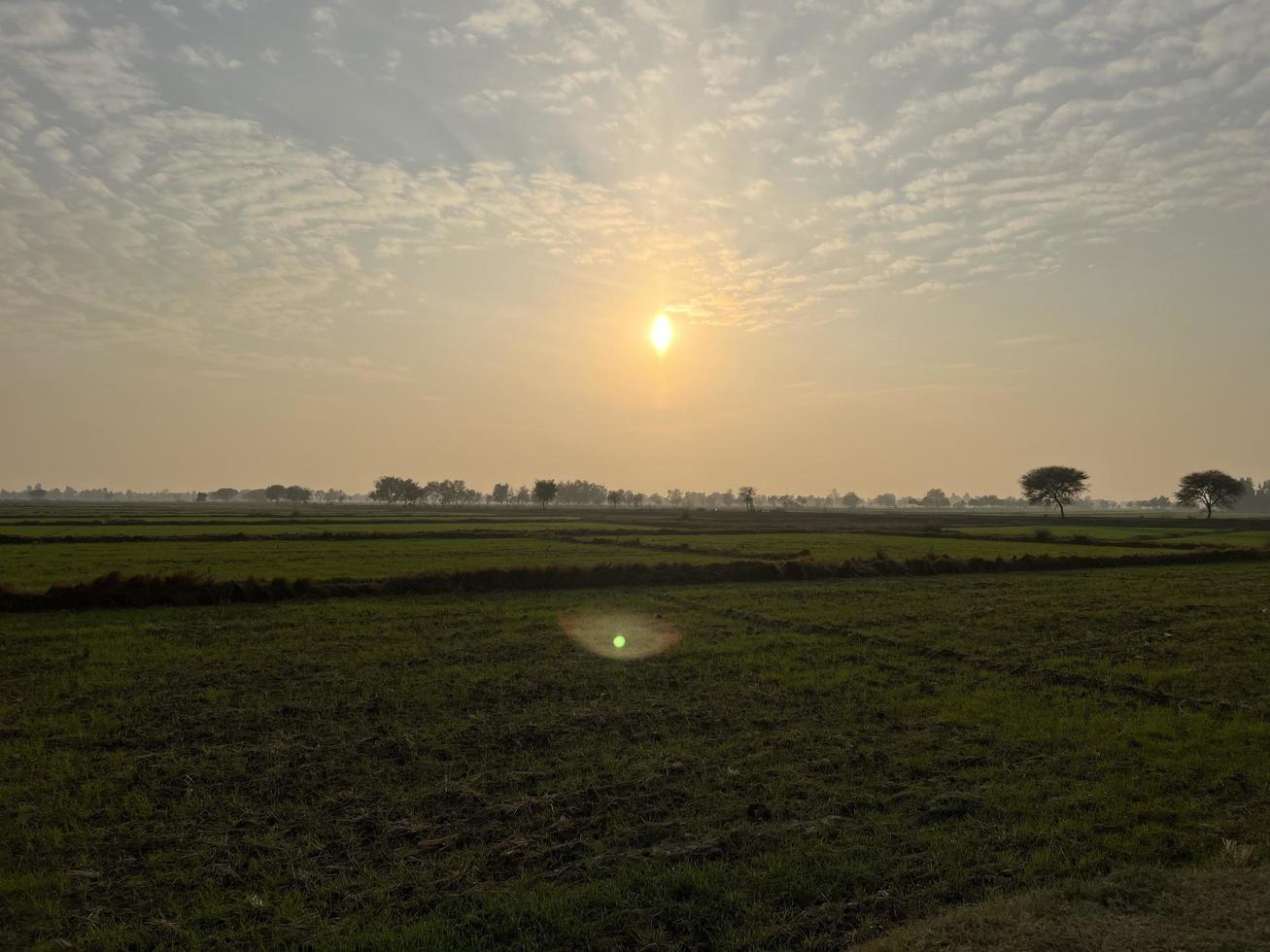 vista aérea cinematográfica graduada en color de un campo de cultivo en el pueblo de pakistán hermosa vista del paisaje del campo de arroz en thathi mianwali foto