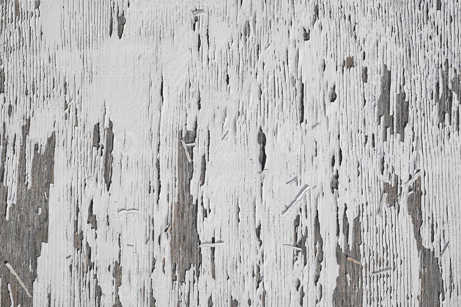 La pared de madera con pintura blanca está muy deteriorada y pelando la pintura  blanca vieja en la madera textura de cierre, pintura pelada, antigua,  vintage, copia espacio de palmada Fotografía de