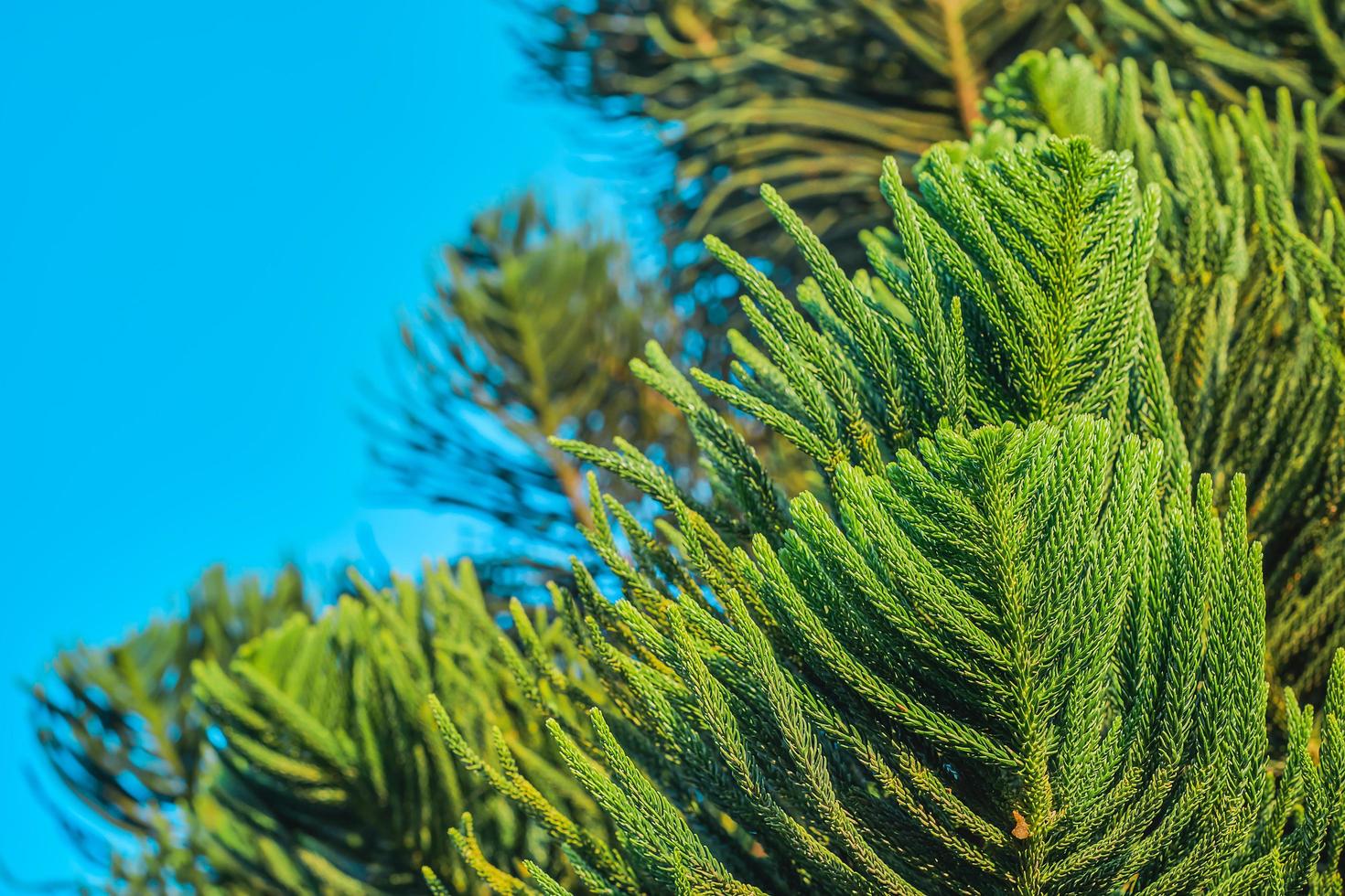 Branches of leaves of a Norfolk Island pine. photo