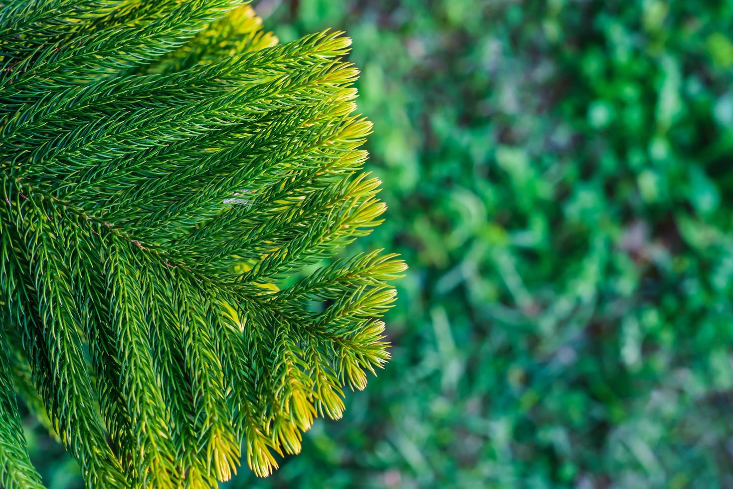 Close-up top view of Norfolk Island pine leaf branch. Araukariakuki, blurred background, idea for a Christmas card or article photo