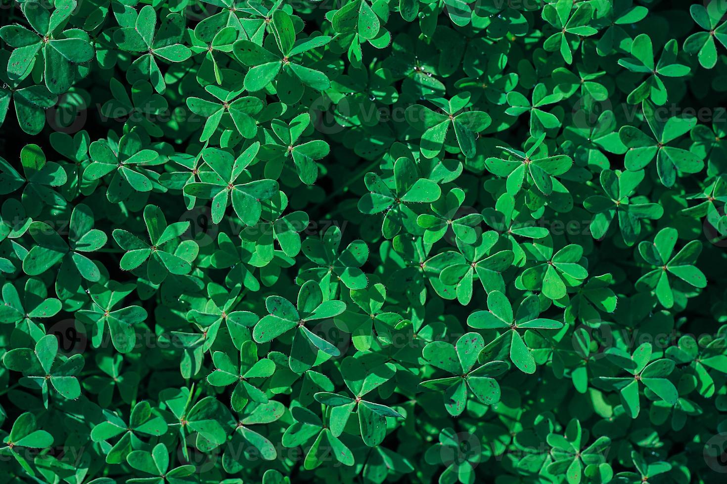 Green grass lawn, top view of clover leaves, idea for background or wallpaper design photo
