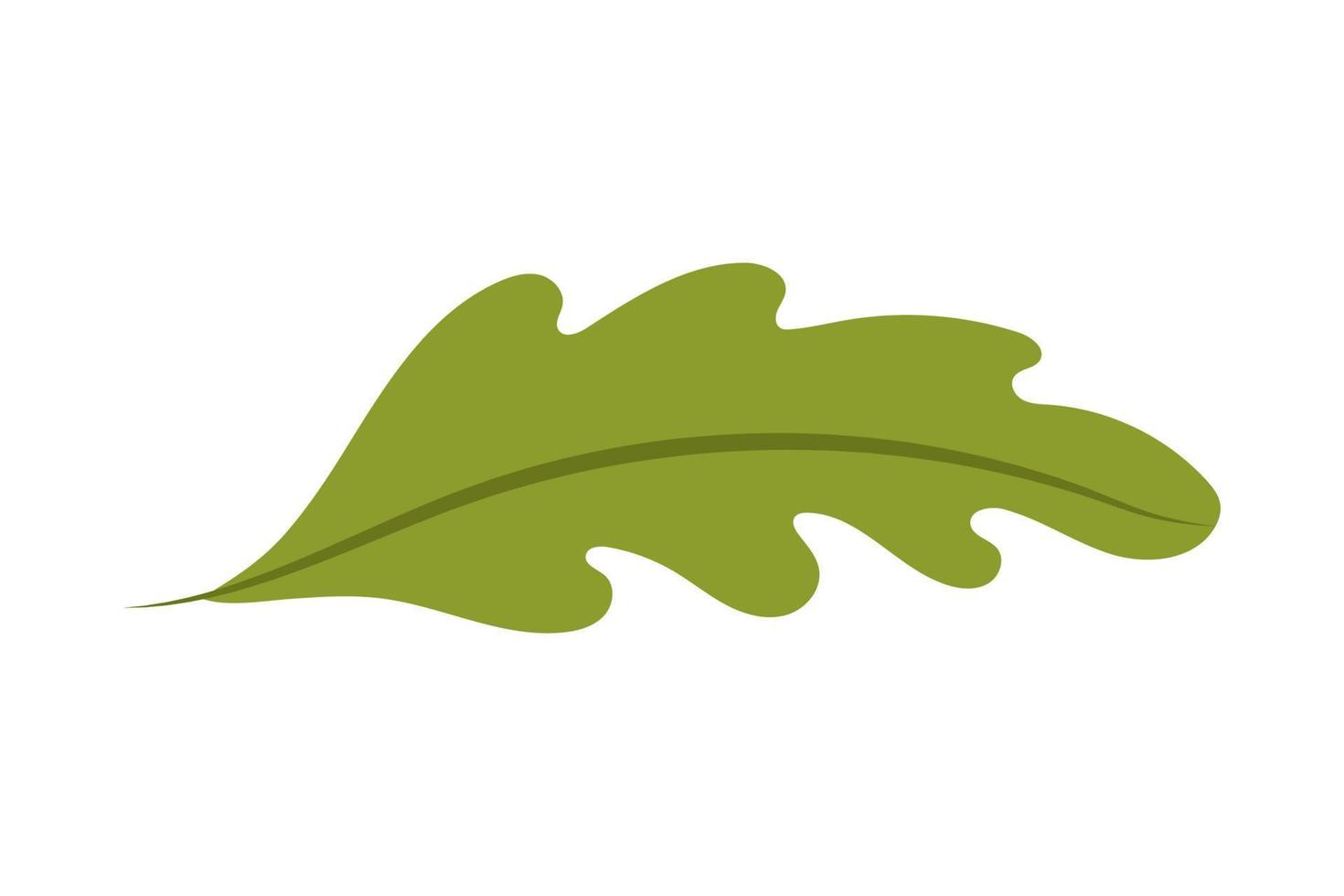 Green oak leaf on a white background. vector illustration