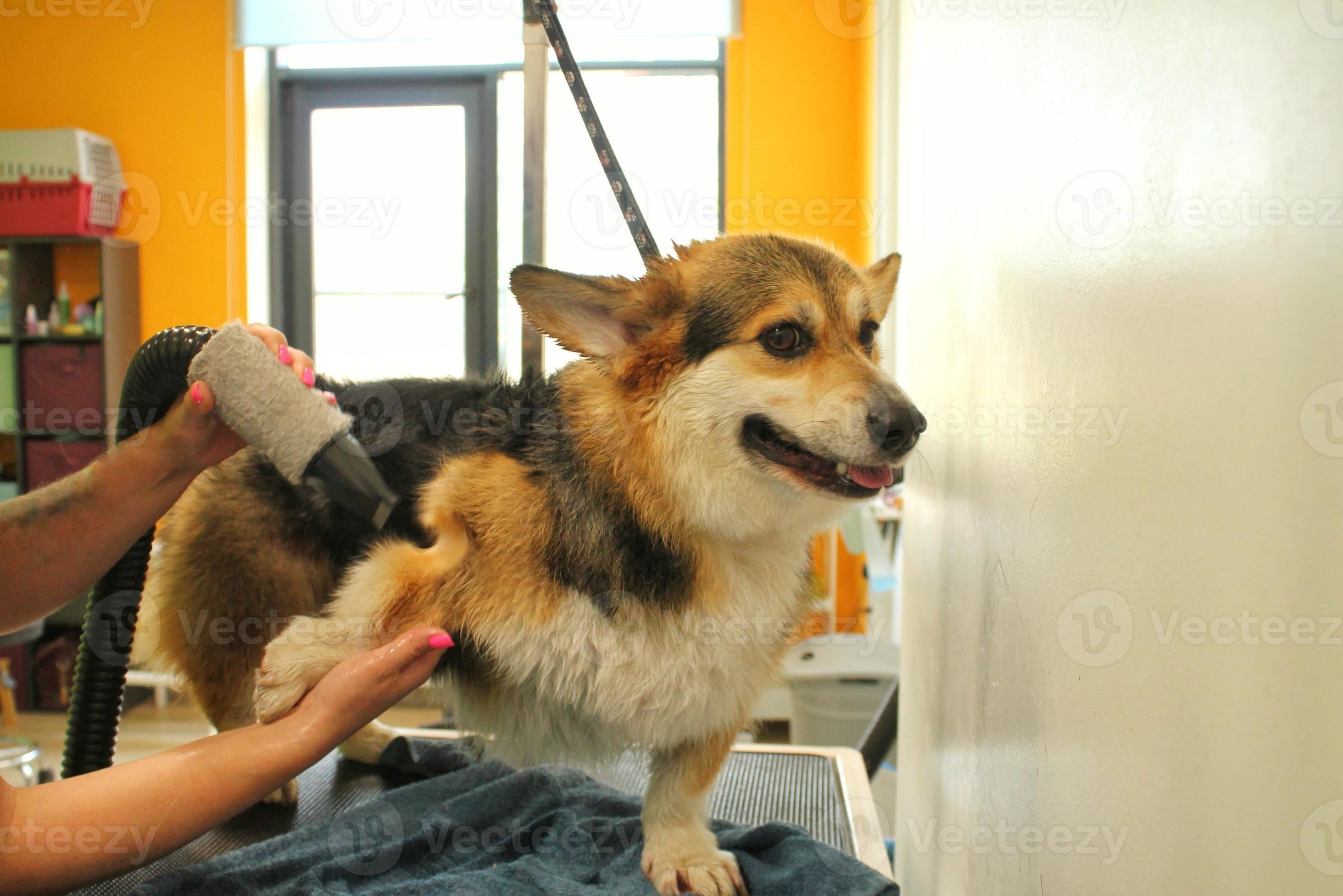 Pet professional master groomer blow drying corgi welsh pembroke dog after  washing in grooming salon. Female hands using hair dryer getting fur dried  with a blower. Animal hairstyle concept. Close-up 16275457 Stock