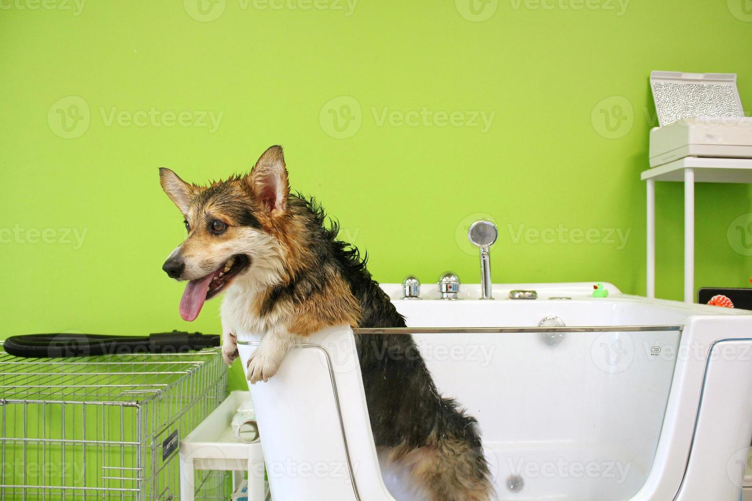 Corgi welsh pembroke with wet fur standing in a bathroom after bathing and washing in grooming salon. Professional hygiene, welness, spa procedures of animals concept. Domestic pet care idea. Close up photo