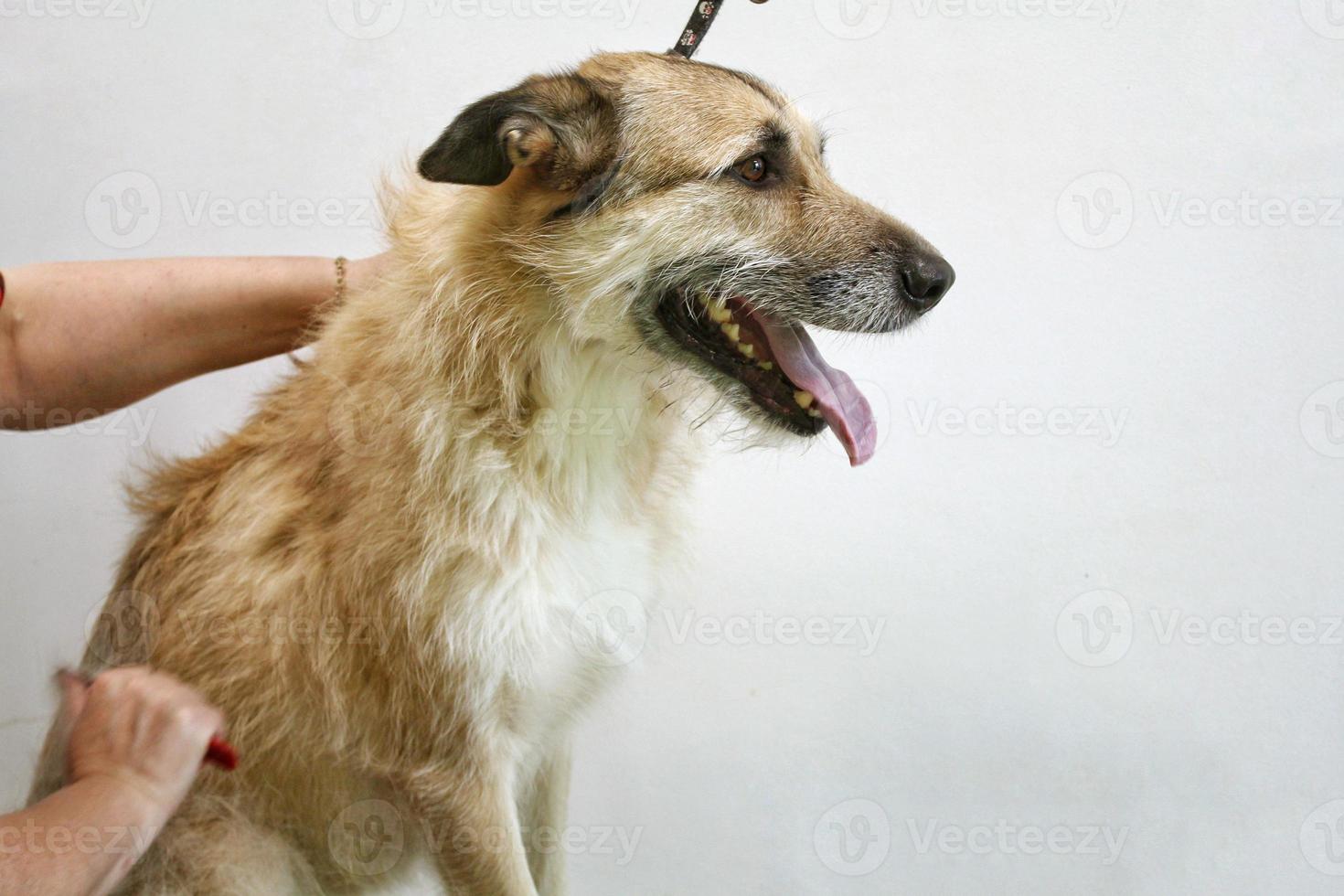 la mano de la peluquera hace un corte de pelo de raza con peine después de lavar la piel del perro en el salón de aseo. uso de herramienta para peinar lana. concepto profesional de cuidado de mascotas. primer plano con espacio de copia para texto foto