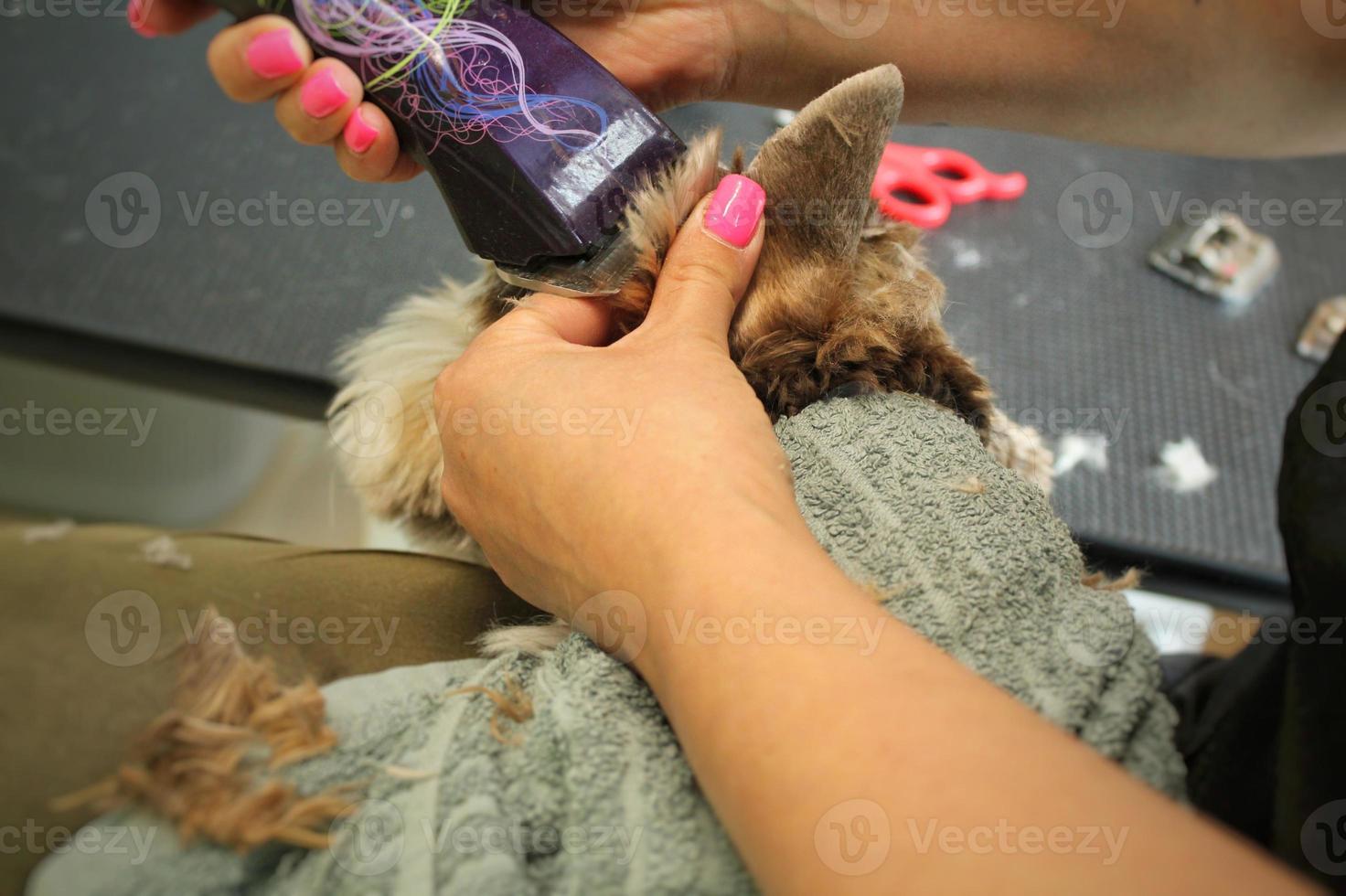 Hands of woman groomer makes a breed haircut with trimmer of yorkshire terrier in grooming salon. Use of tool for combing wool. Professional animal pet care concept. Close-up with copy space for text photo