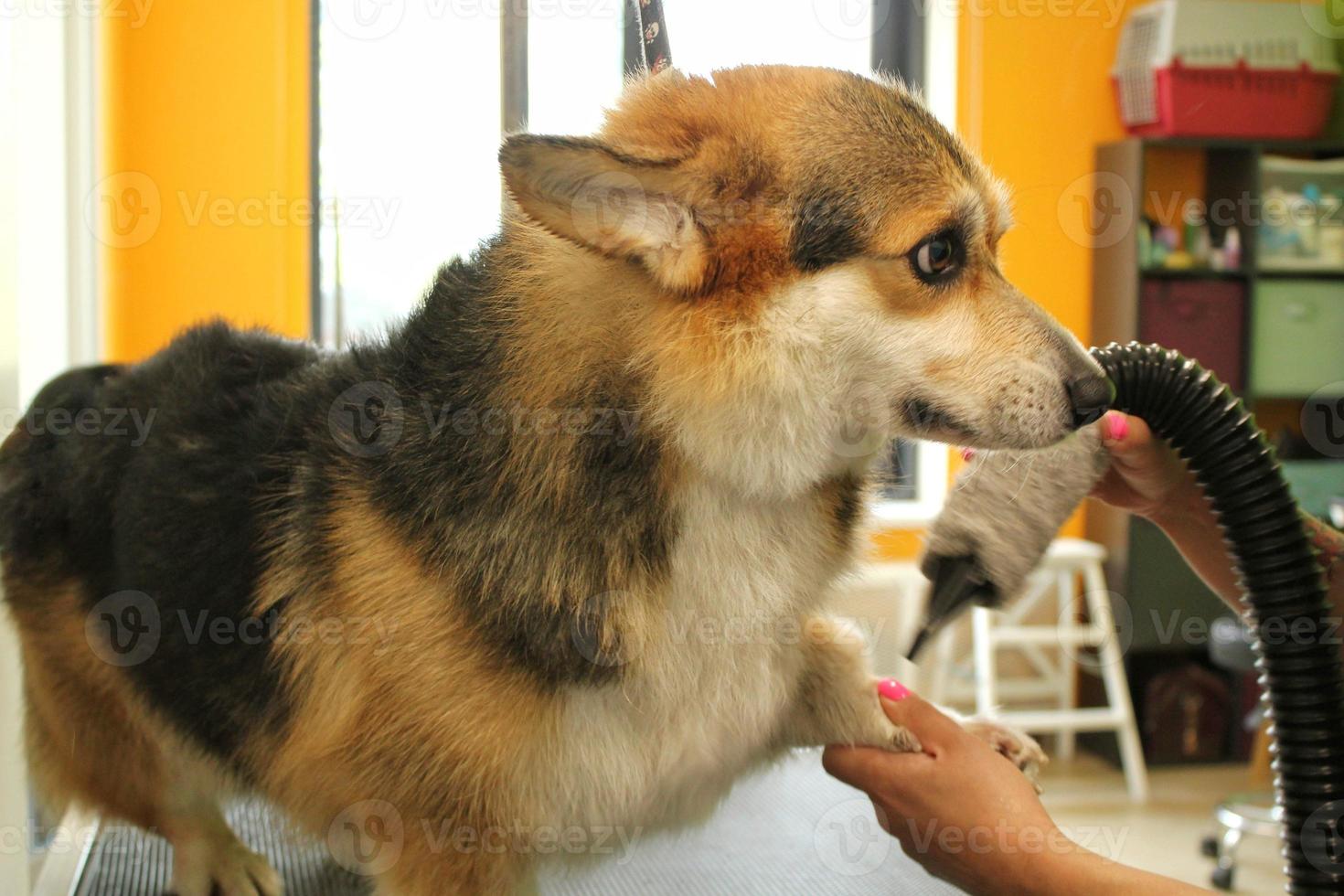 maestro peluquero profesional de mascotas secado con secador corgi welsh pembroke dog después del lavado en el salón de aseo. manos femeninas usando secador de pelo para secar la piel con un soplador. concepto de peinado animal. de cerca foto