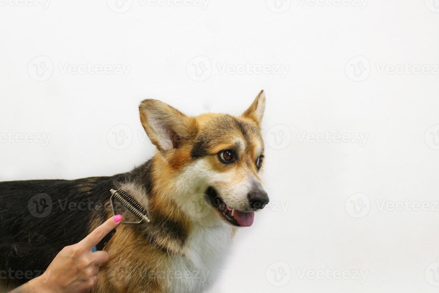 Hand of woman groomer makes a breed haircut with comb after washing fur in grooming salon. Use of tool for combing wool. Professional animal pet care concept. Close-up with copy space for text photo