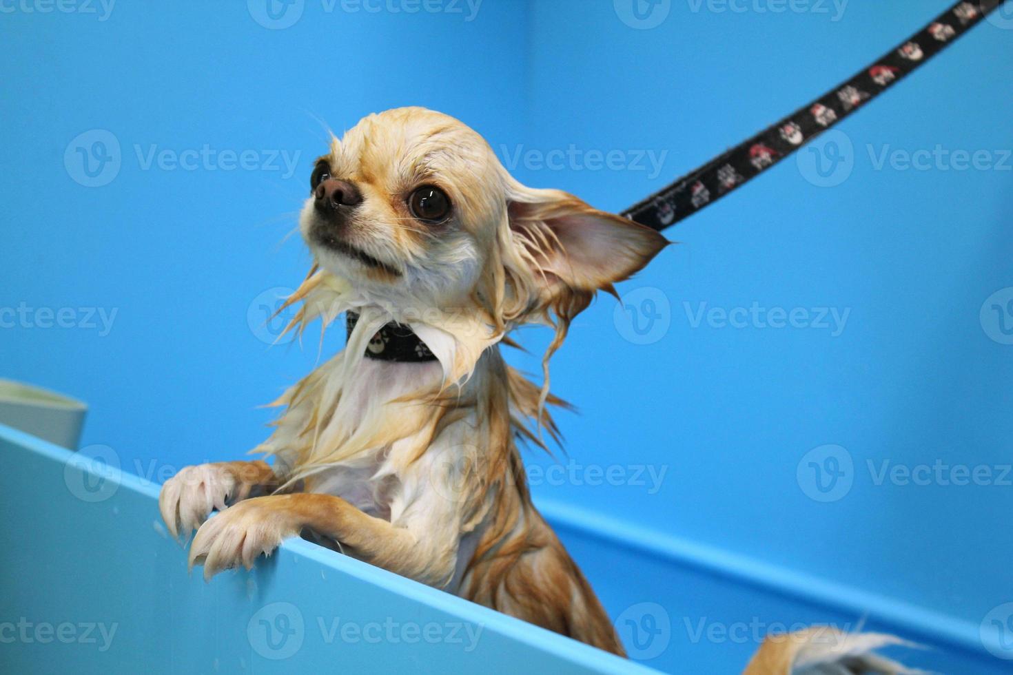 Funny chihuahua dog with wet fur standing in a bathroom after bathing and washing in grooming salon. Professional hygiene, wellness, spa procedures of animals concept. Pet care idea. Close up photo