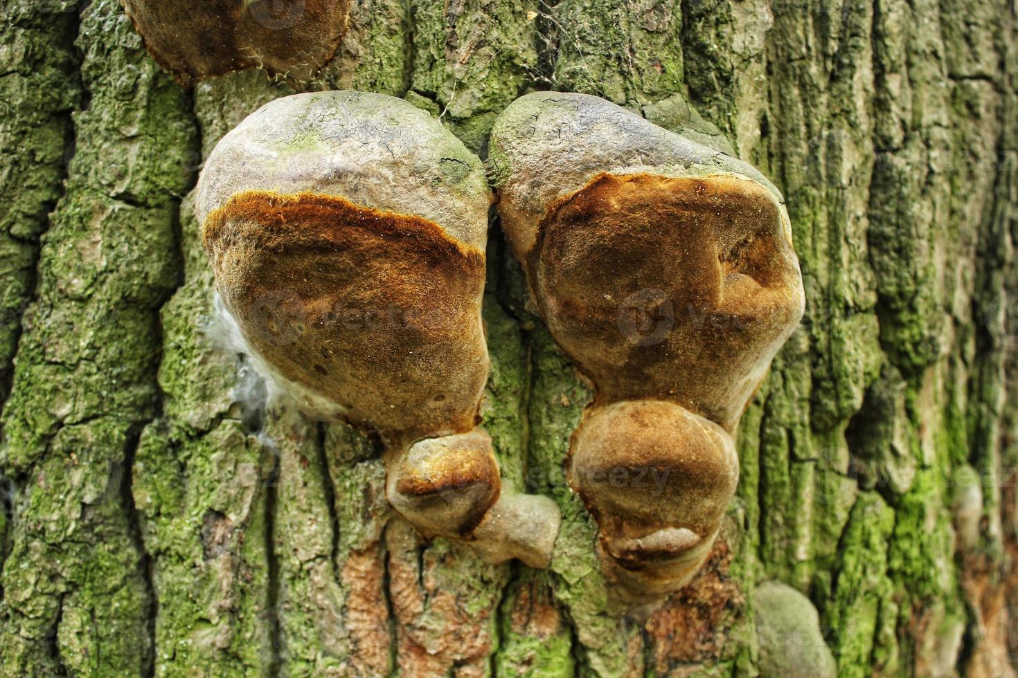 Close-up of wild fungus mushrooms growing on tree trunk in forest. Alternative medicine pharmacy therapy. Variety of plants in the botanical garden. Environment conservation and resources of nature photo