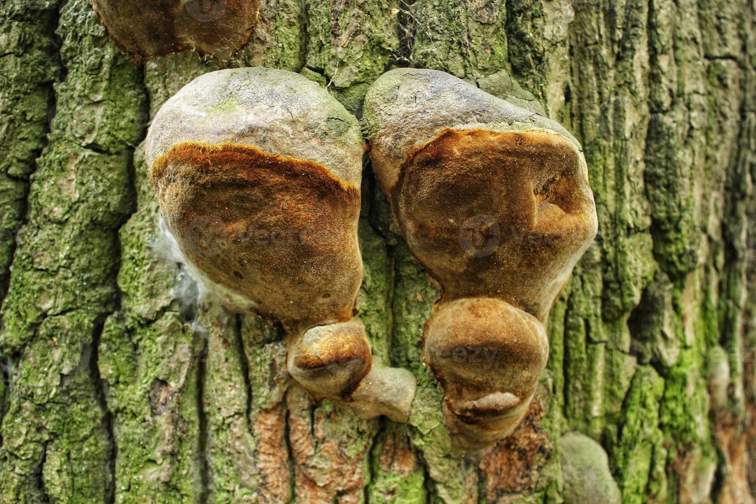 primer plano de hongos silvestres que crecen en el tronco de un árbol en el bosque. terapia de farmacia de medicina alternativa. variedad de plantas en el jardín botánico. conservación del medio ambiente y los recursos de la naturaleza foto