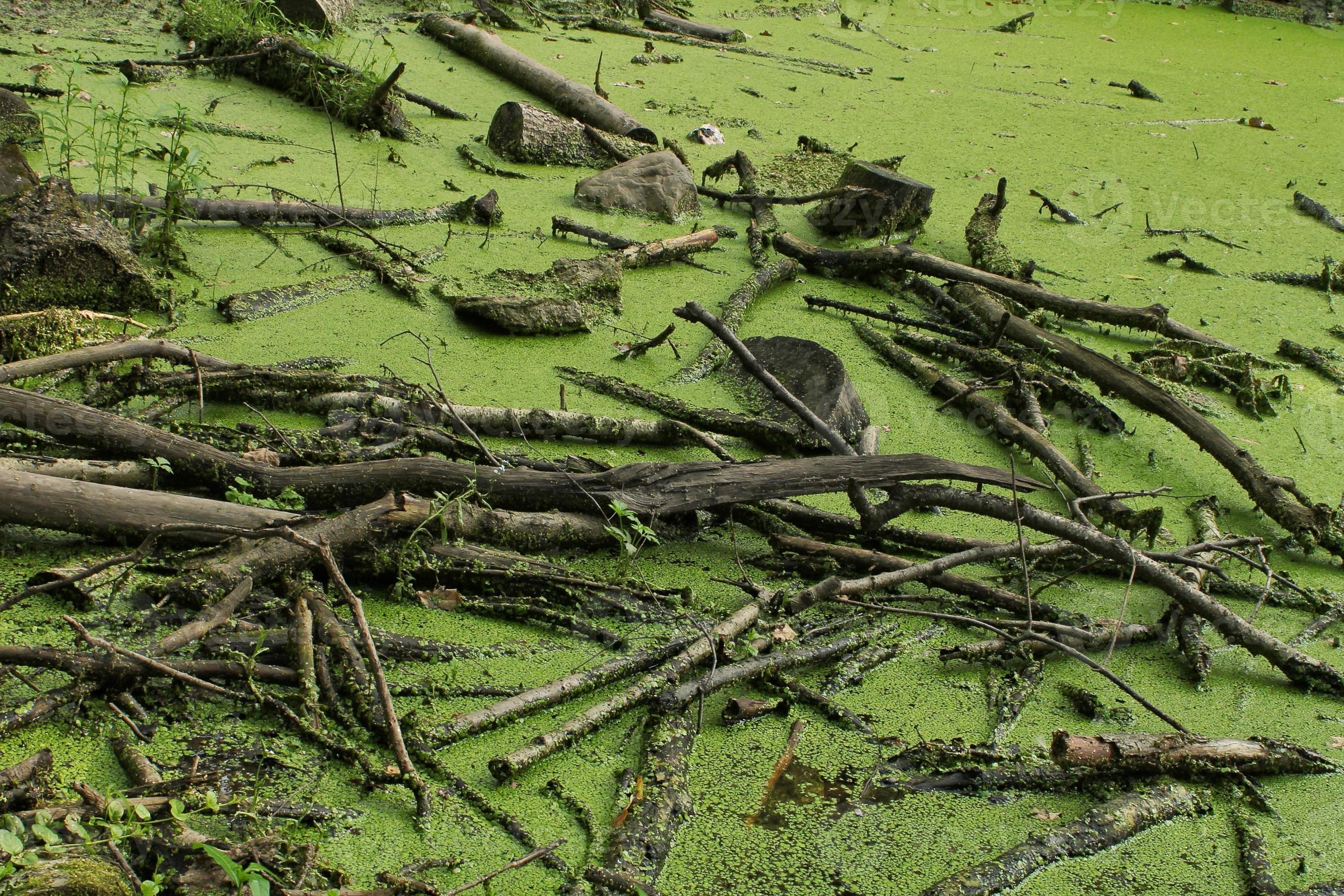Dry dead trees in wetland green swamp in forest with root and flow