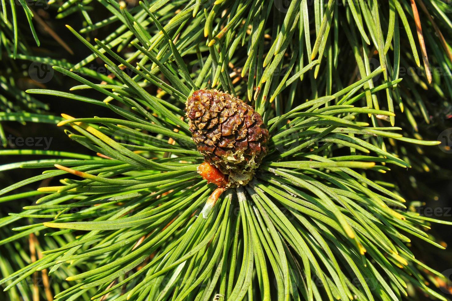Cone of mountain pine tree Pinus Mugo with buds, long branch and coniferous. Mughus pumilio cultivar dwarf in rock park. Composition for holiday christmas card. Nature botanical concept. Close-up photo