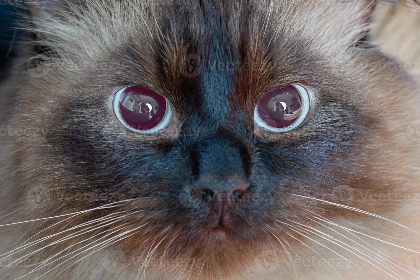 Close-up portrait of a cute young adult beige and brown cat. Neva masquerade cat. photo