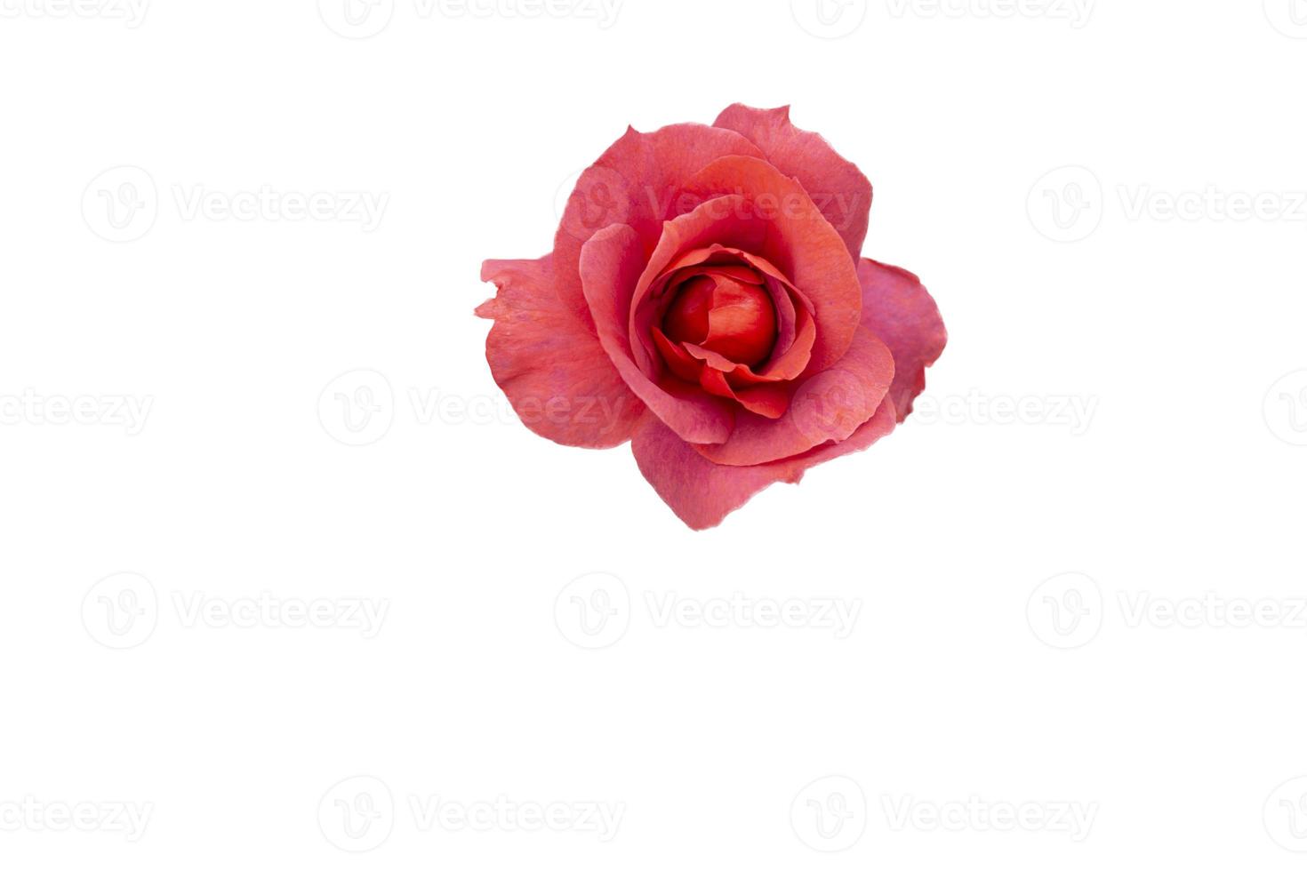 sola rosa roja sobre fondo blanco. foto