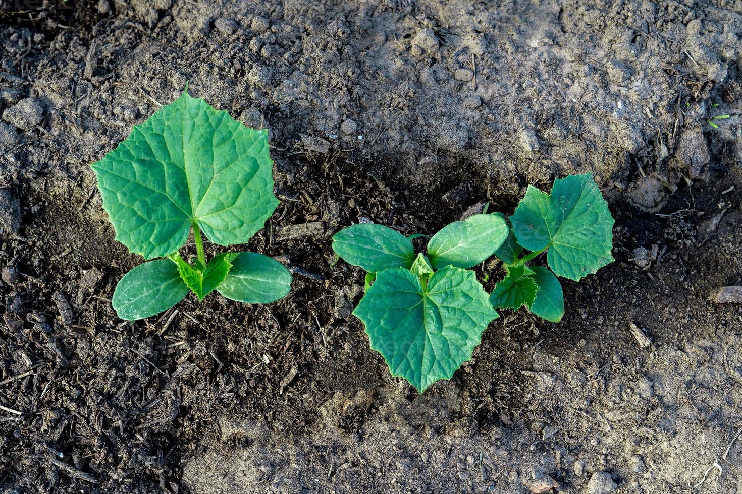 young seedlings of cucumbers on the background of the ground top view photo