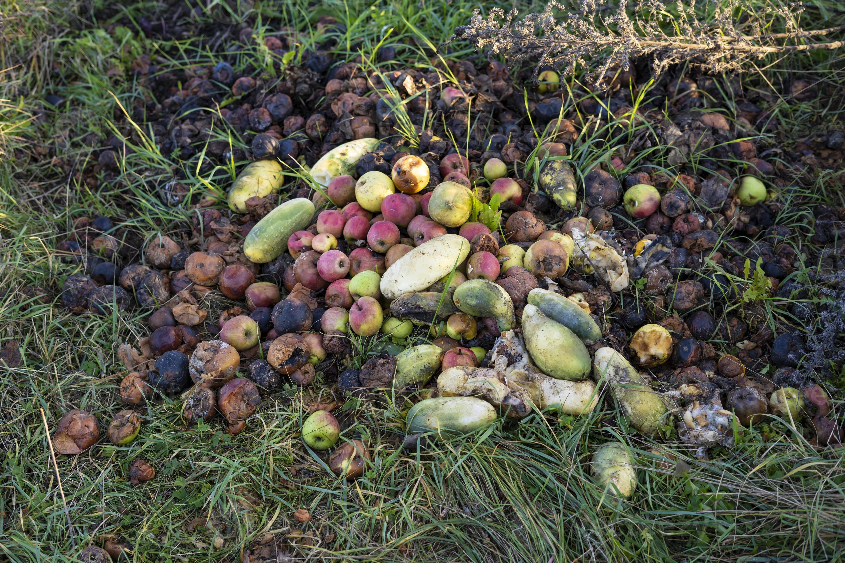 rotten vegetables and fruits in the grass. Cleaning of the garden