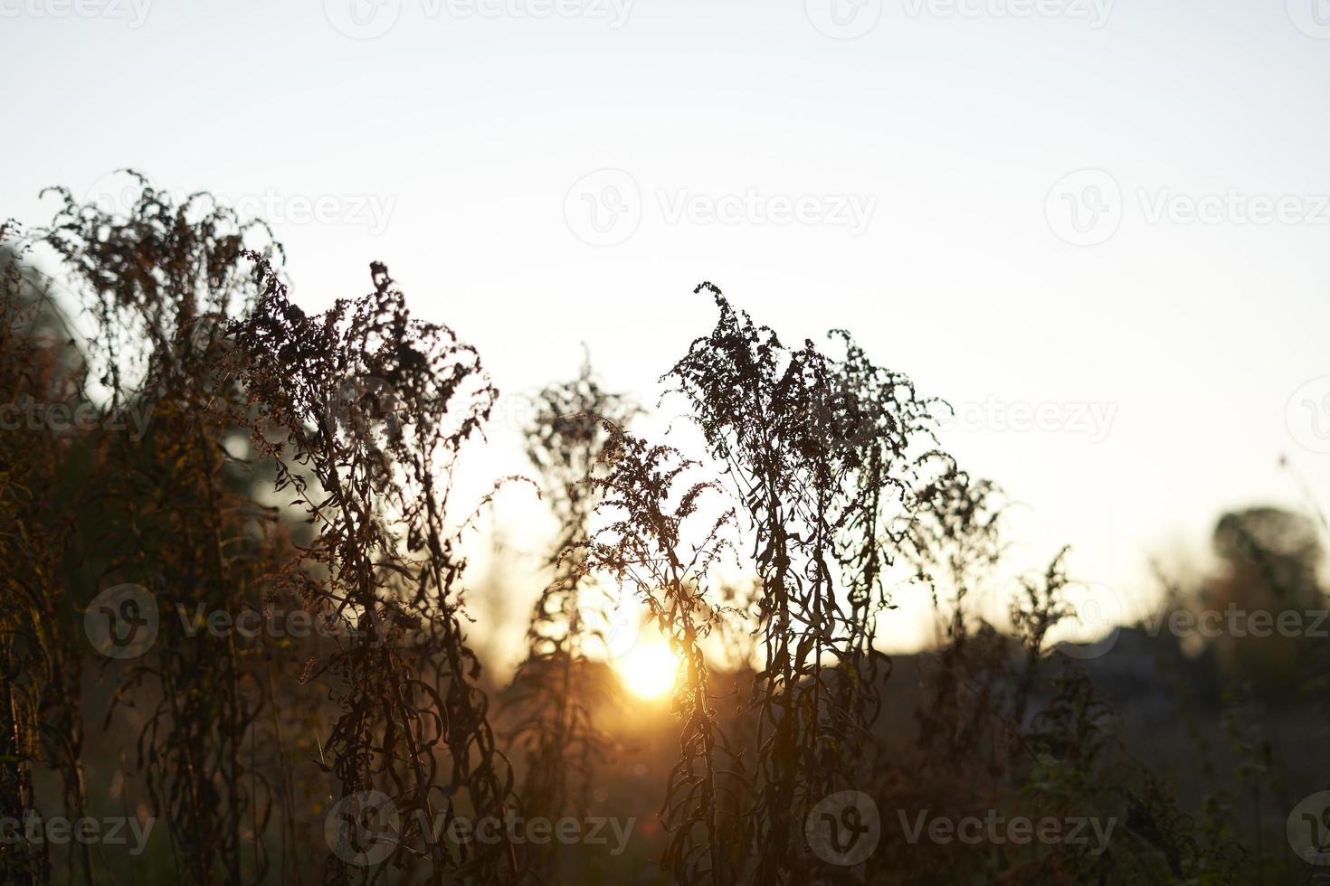 Beautiful autumn sunset on the background of dry grass photo