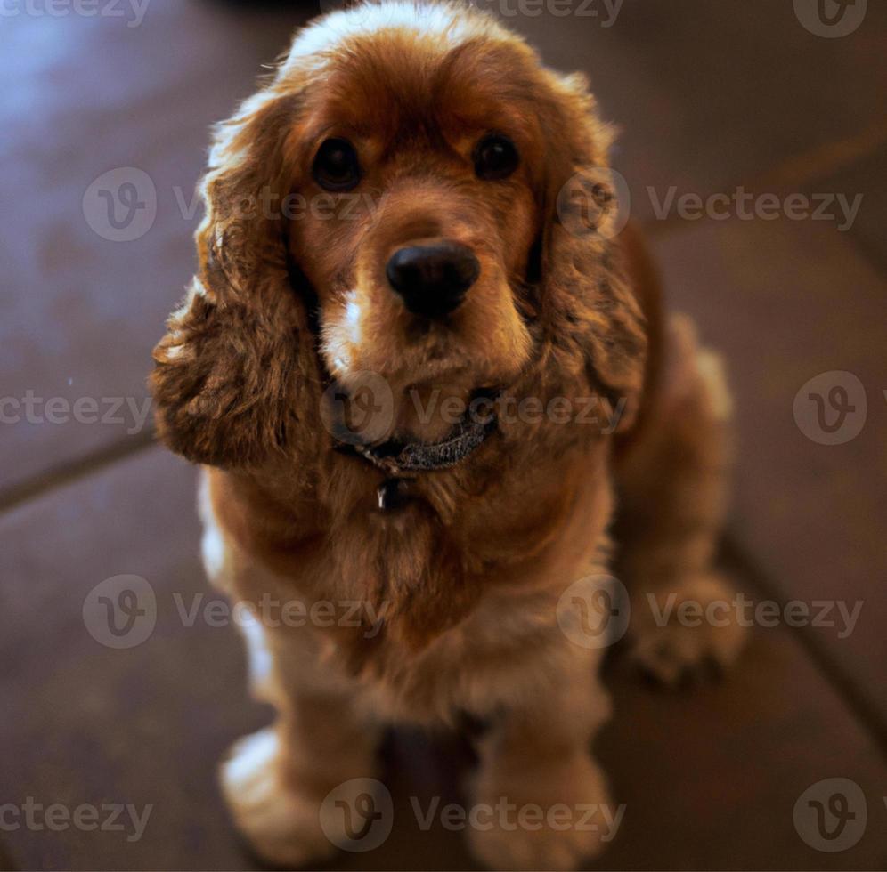 Close up portrait of cute cocker Spaniel sitting on a tiled floor photo