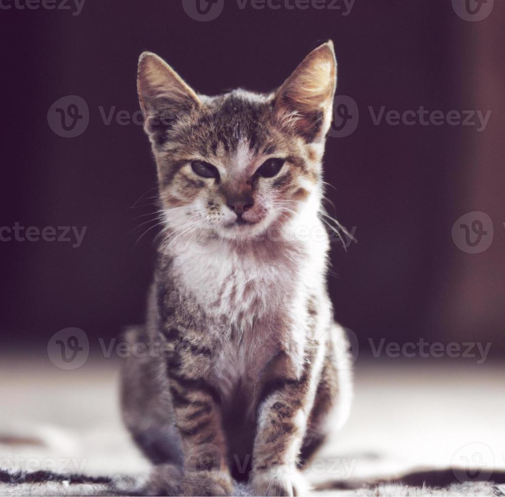 Close up portrait of cute cat sitting on carpet photo